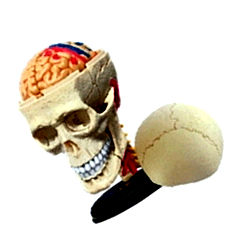 4d master human cranial nerve skull anatomy model India
