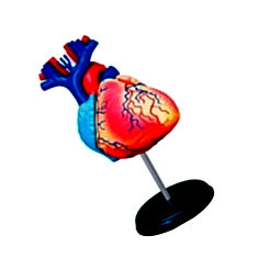 master human anatomy 4d heart India